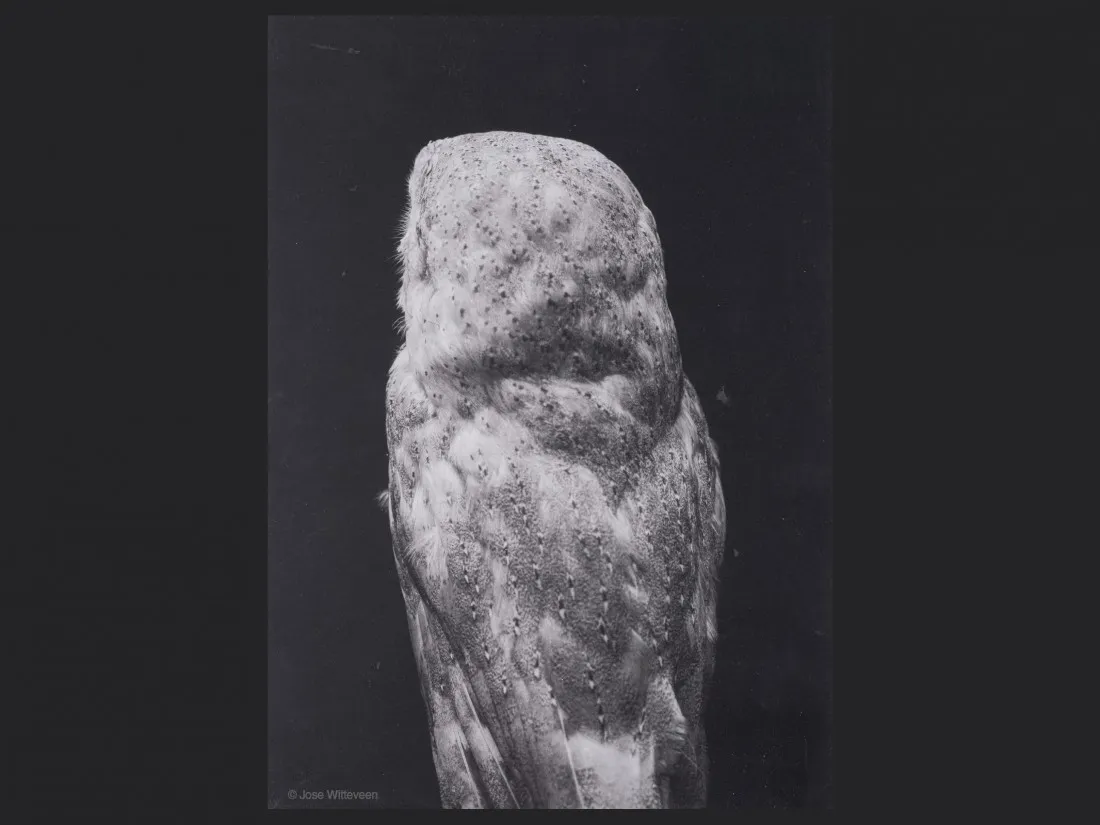 Jose Witteveen