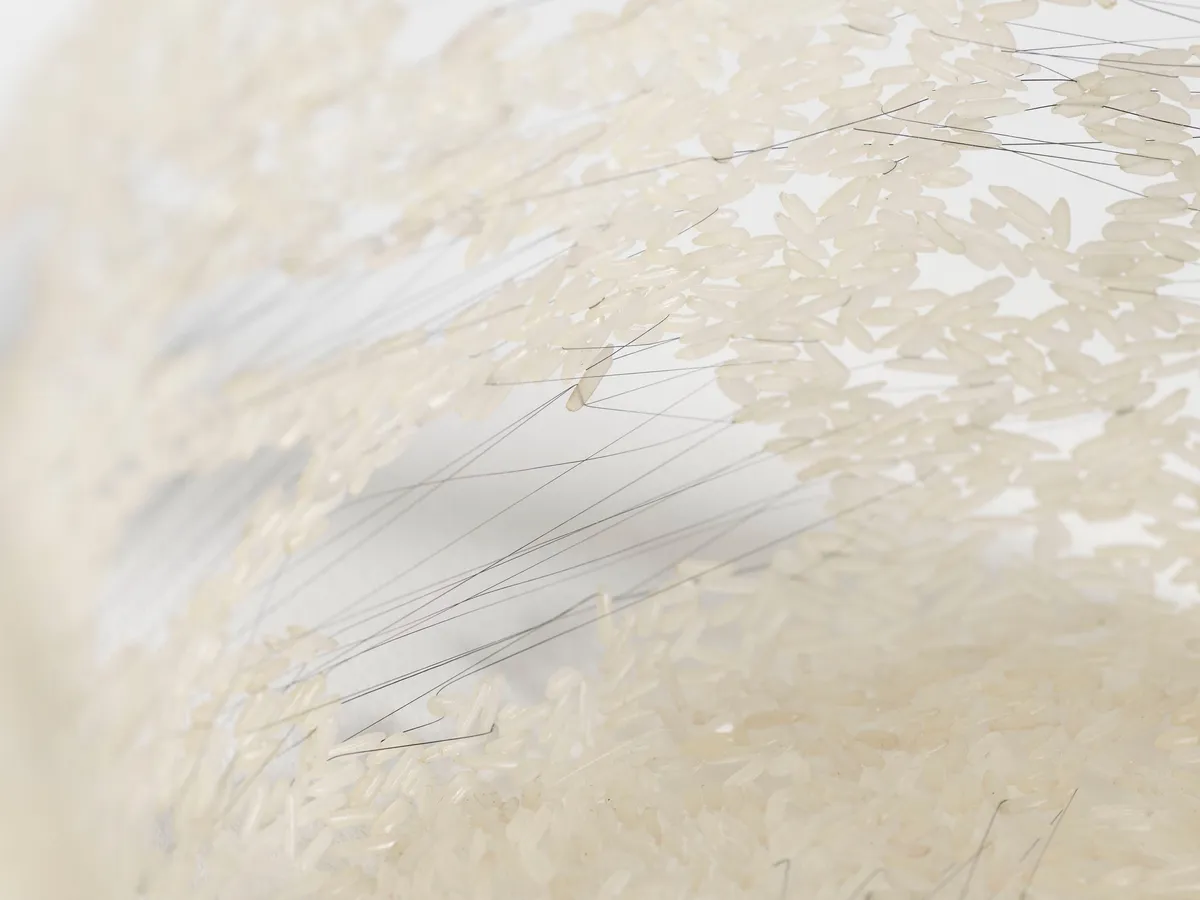 Grains of Sorrow, 2023–26