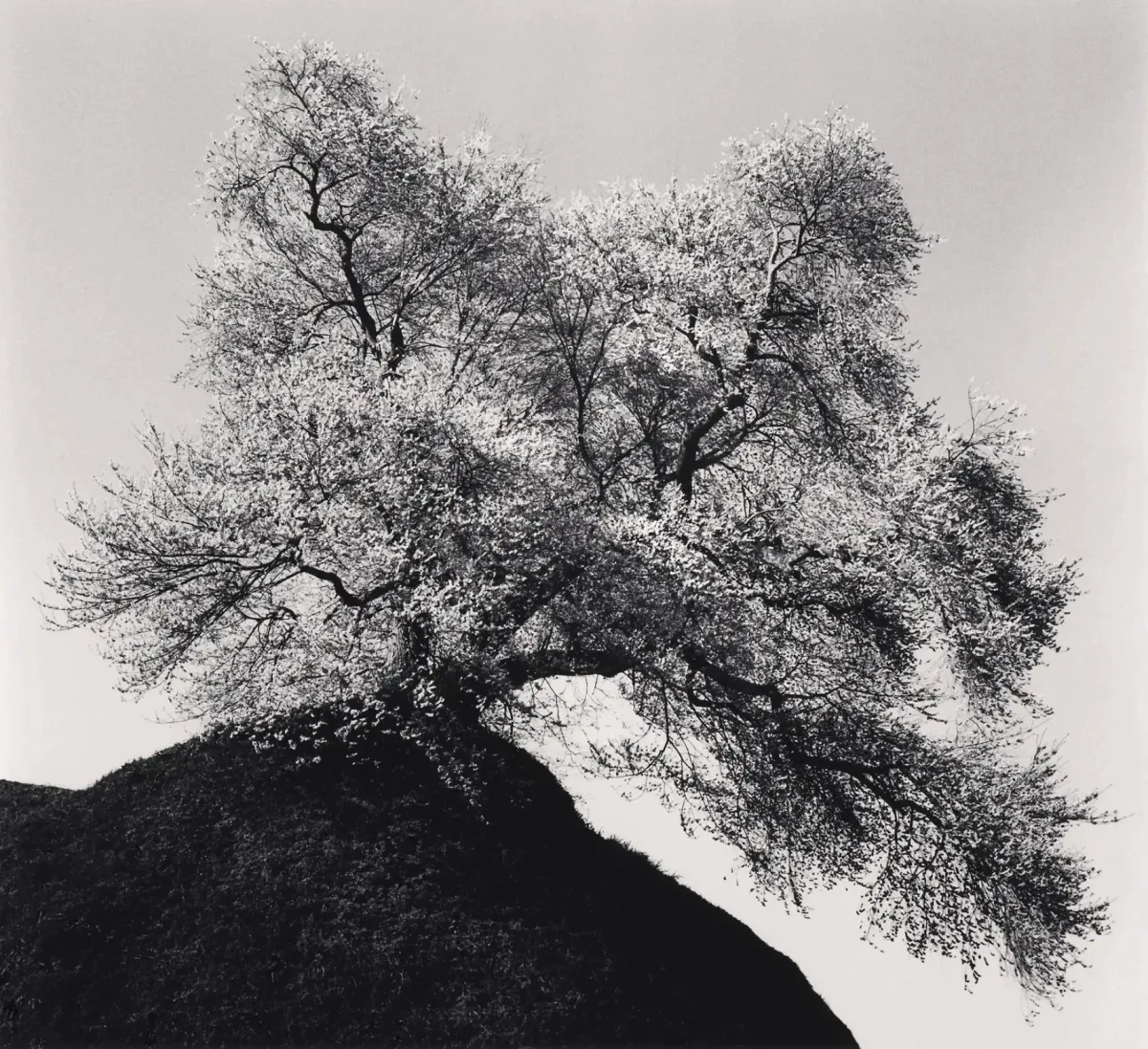 Roots