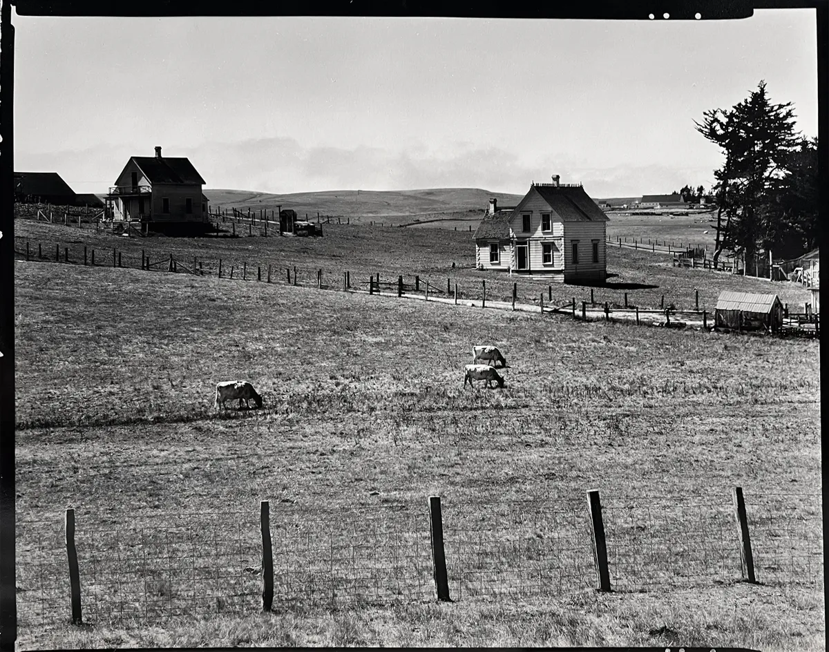 Edward Weston, Farm Tomales, 1937