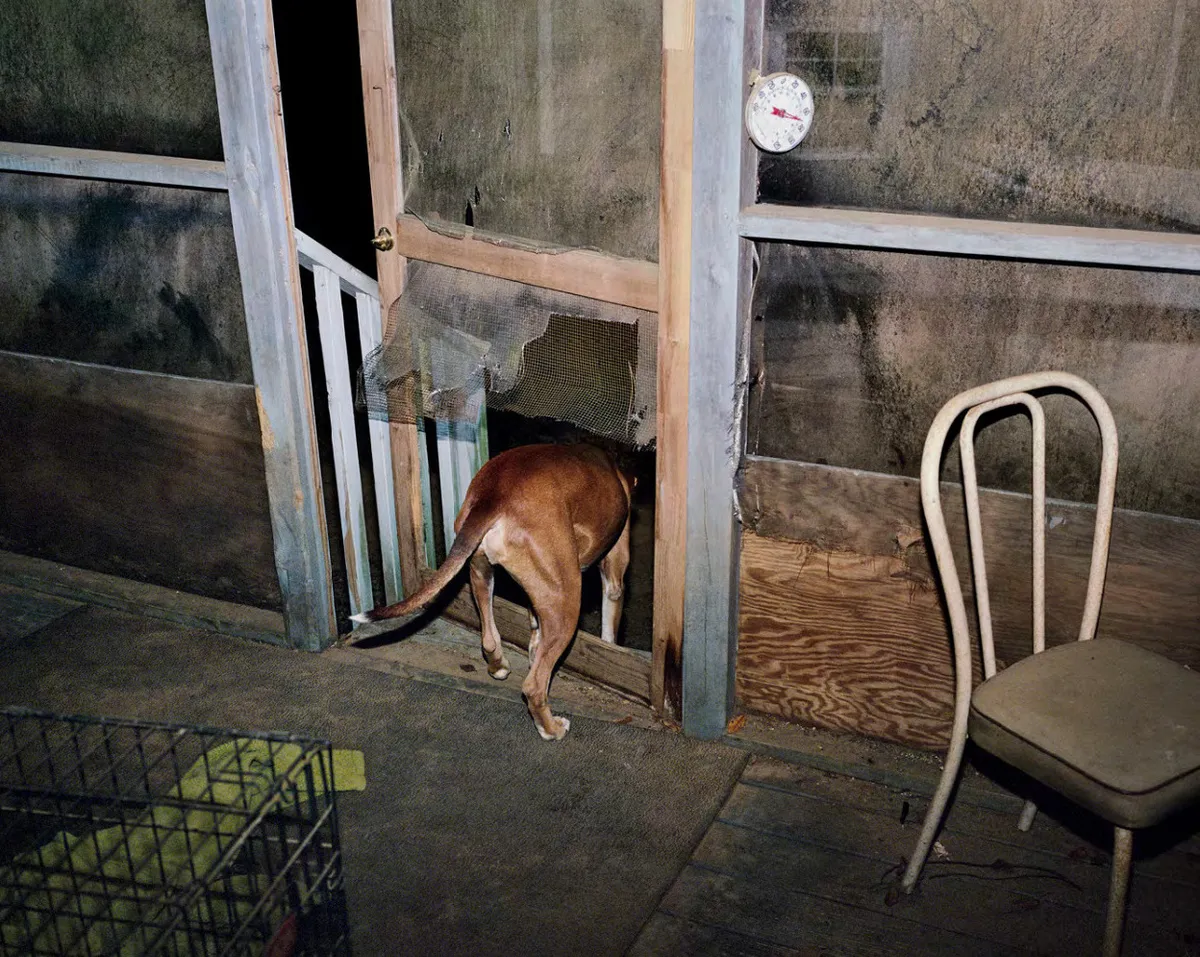 Untitled (Screen Door), 2019