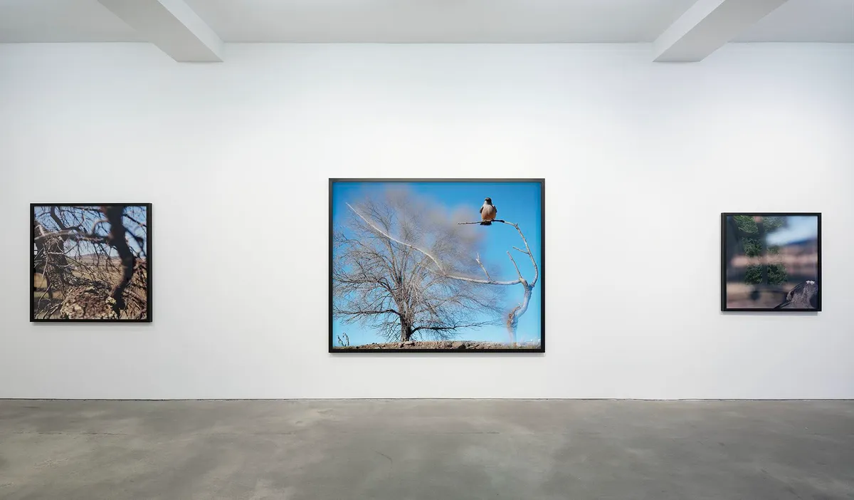 Installation view of Jean-Luc Mylayne: Reflection