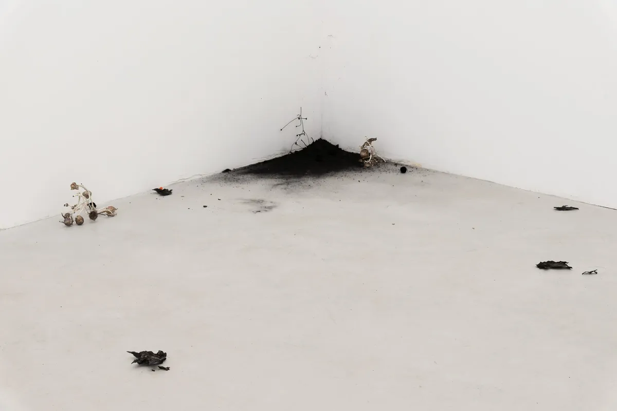 Installation view of Umico Niwa: Daphne, Act Two