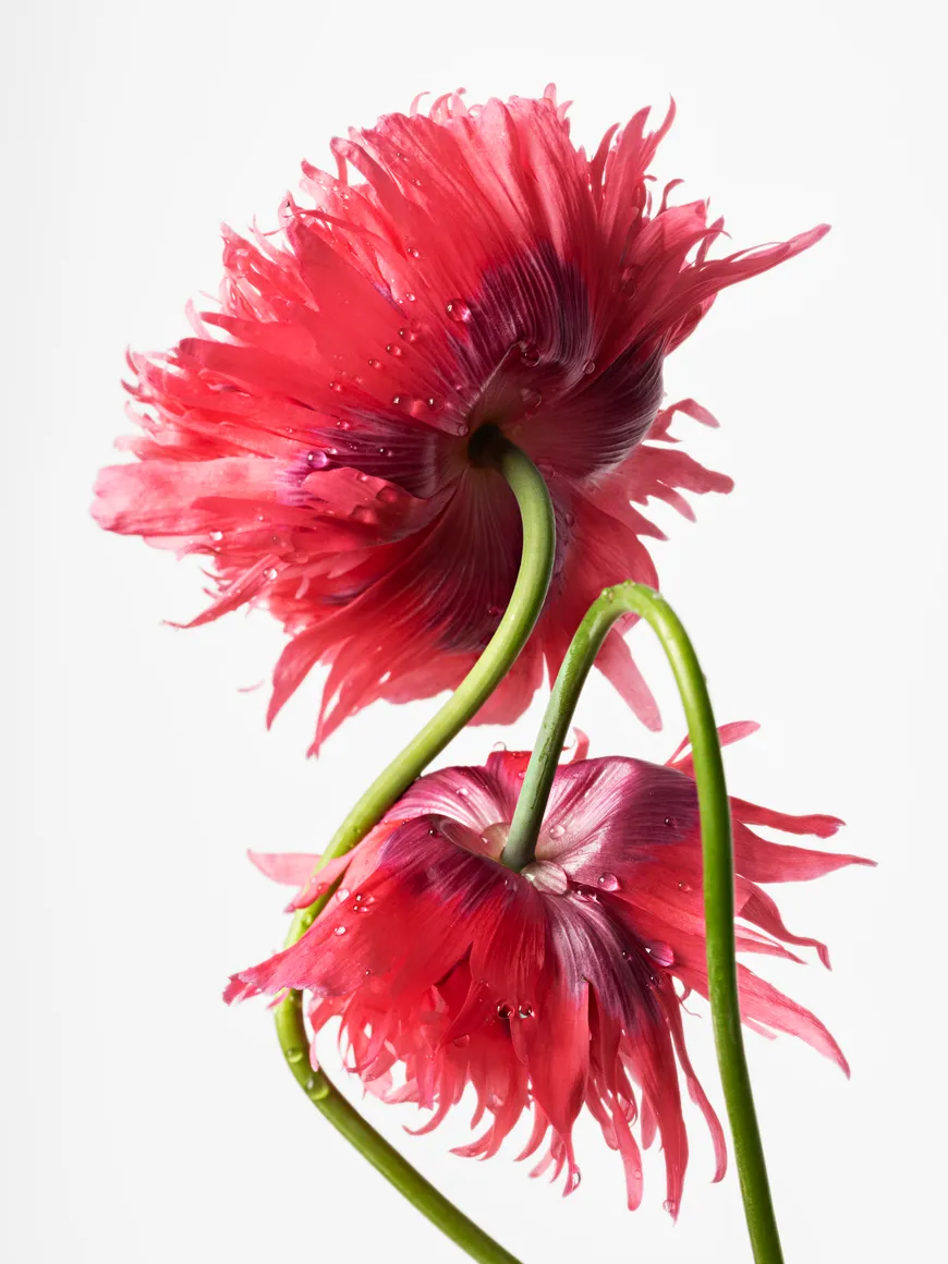 Poppy (Opium-Pink Fringe), 2022