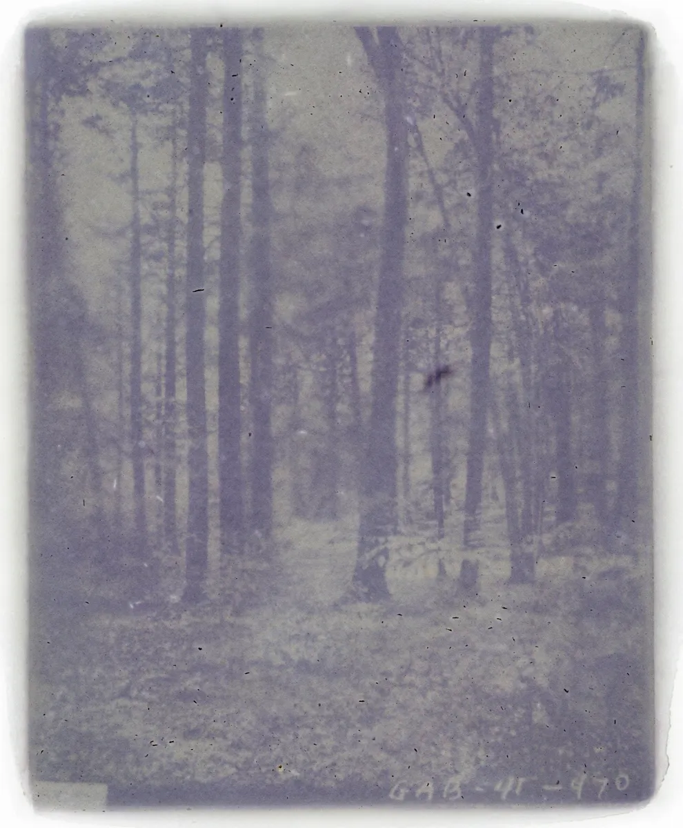 Amanda Marchand and Leah Sobsey, Tsuga Canadensis N5716 - Iris & Calla Lily, 2026